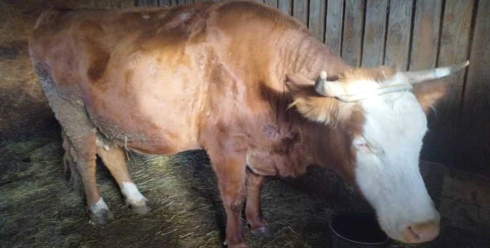 Vând doua vaci gestante