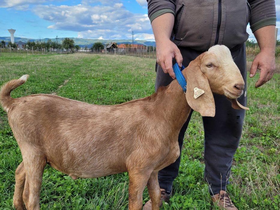 Tap rasa anglo nubian cu certificat de origine pedigree