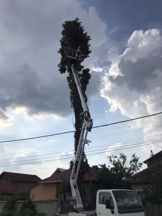 Taiere copaci, Toaletare copaci, pomi periculosi