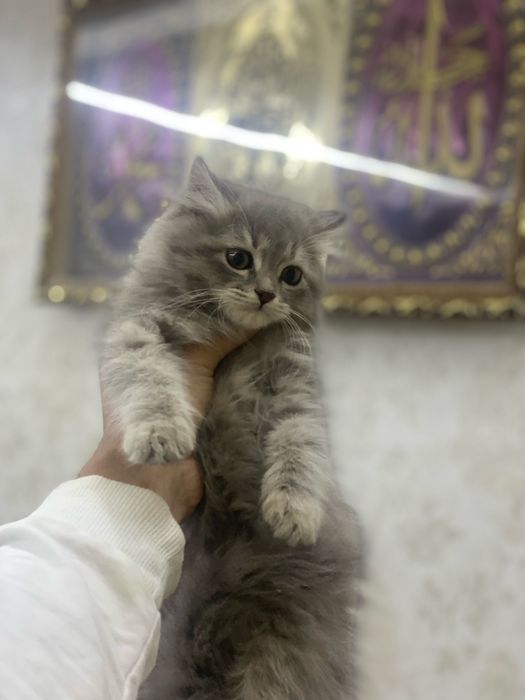 Кошка с гарантией