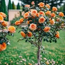 Trandafir Pomișor (Diferite Culori )