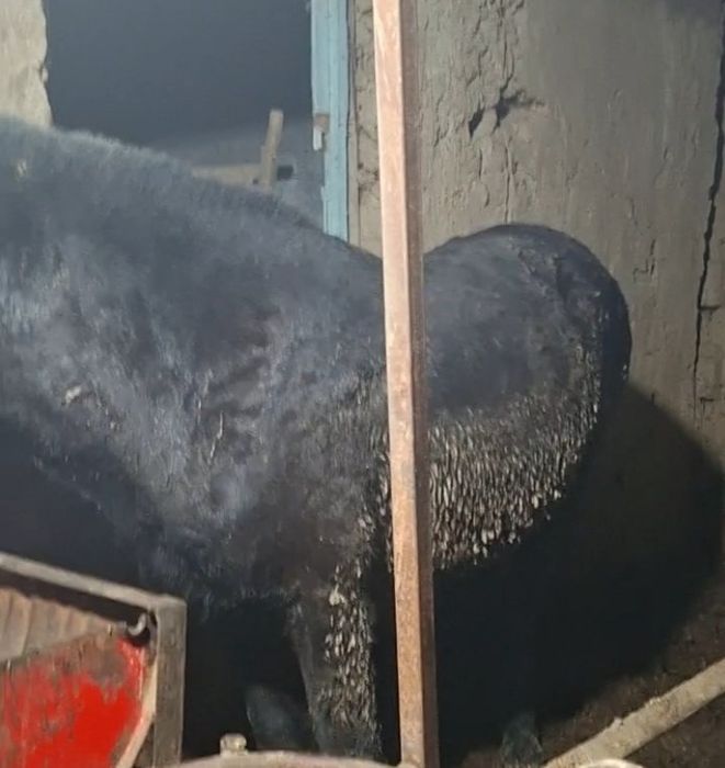 Отлар сотилади2 йош