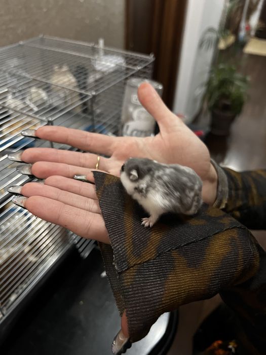 Hamster si cusca