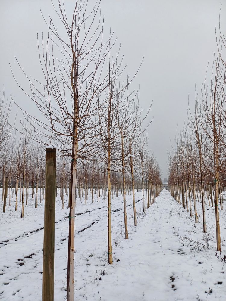 Betula alba oq qayn