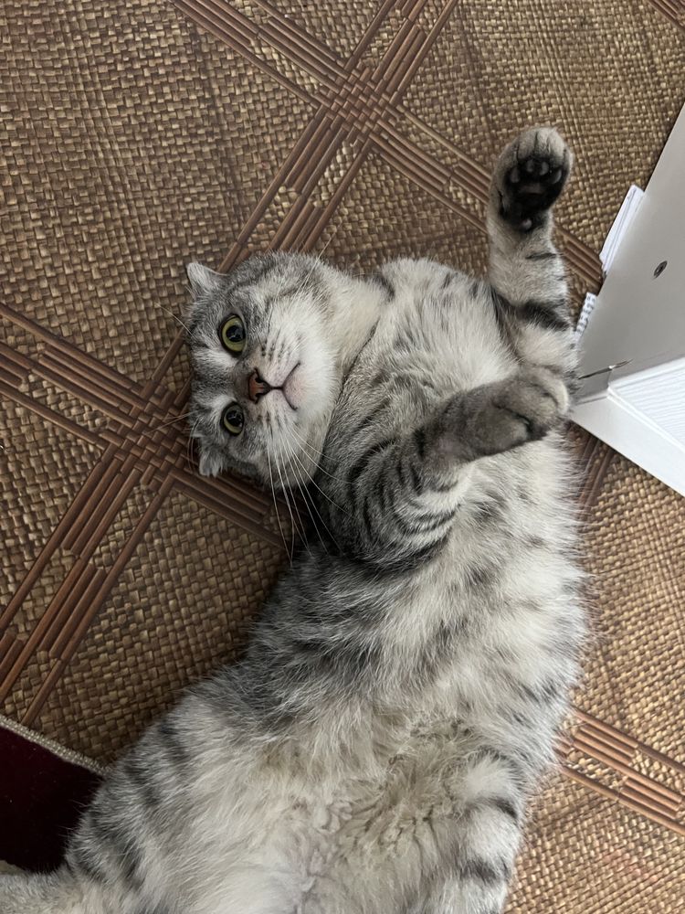 Вислоухий шотландский кот