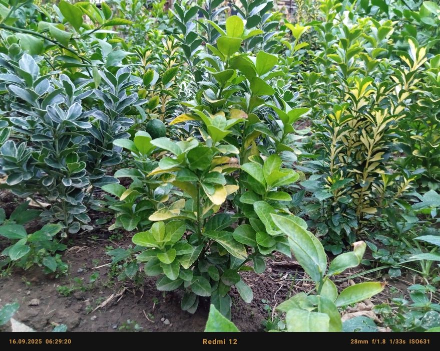 Бересклет номли декоратив кучатлар сотилади оптом олувчилар диккатига