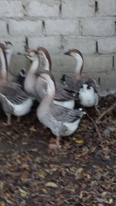 Gâște leșești și Eden