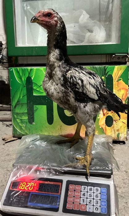 4 oylik jo'ja tuximga kiryapti