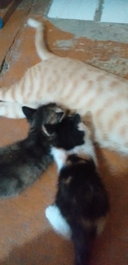 Отдам котят в добрые руки