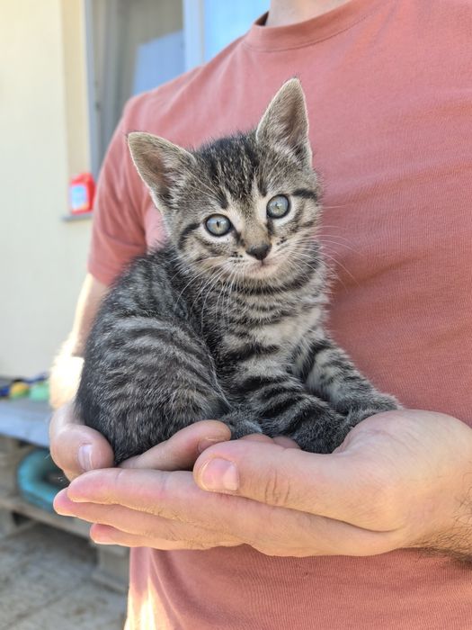 Donez 4 pui de pisică