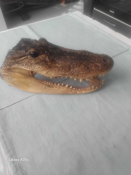 Препарирана глава от алигатор