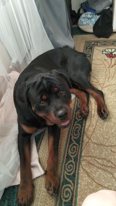 Продам ротвейлара