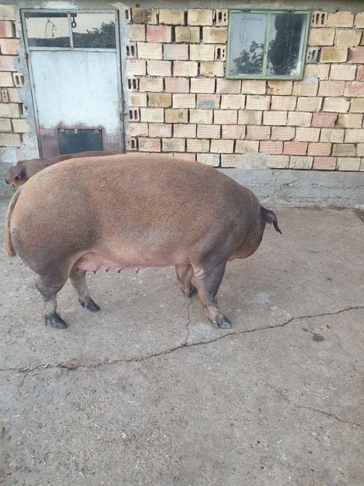 Дюрок прасе женско