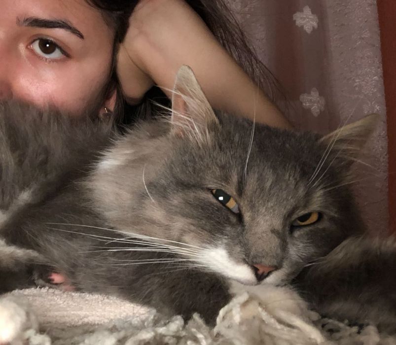 Cazare animale mici de companie