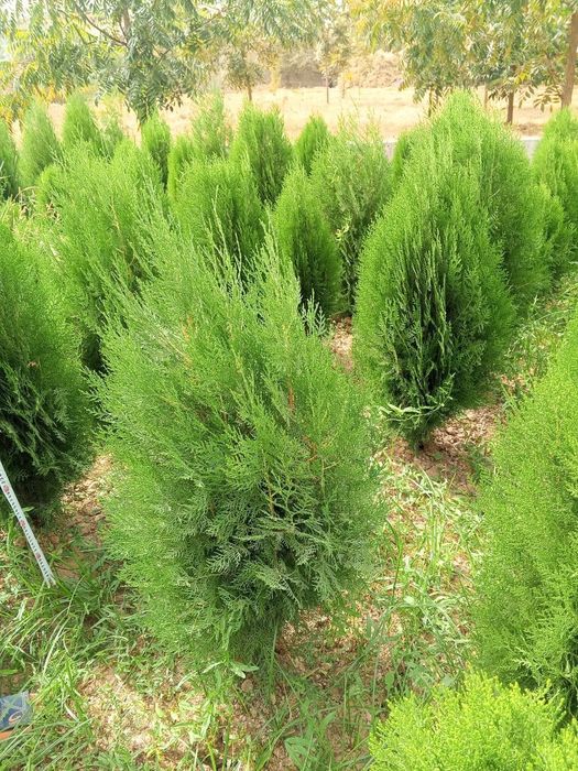 Туя книжная (Thuja plicata) — оптом с собственного поля!