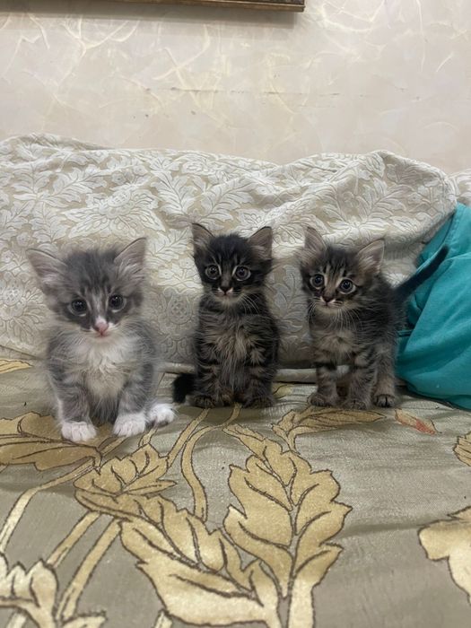 Котенок отдам в хорошие руки