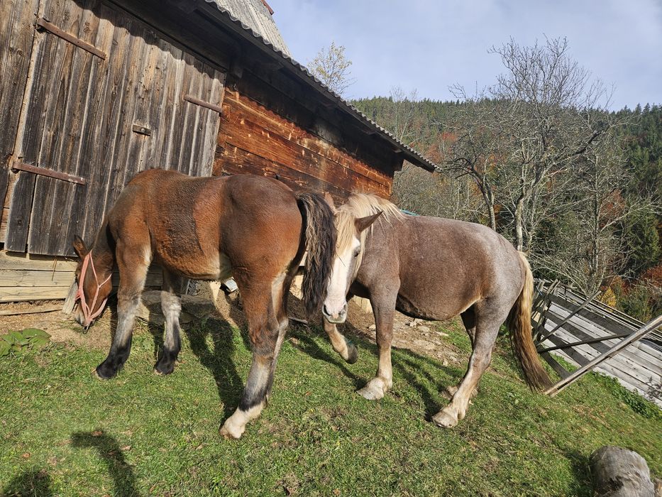 Vând mânz din cai semigrei