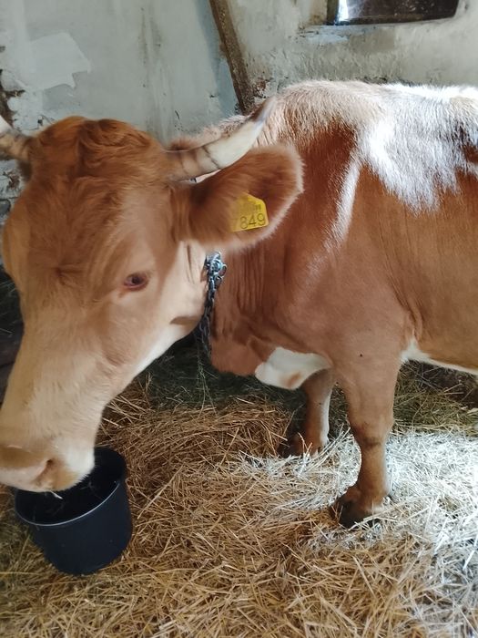 Vaca este inca in garanție