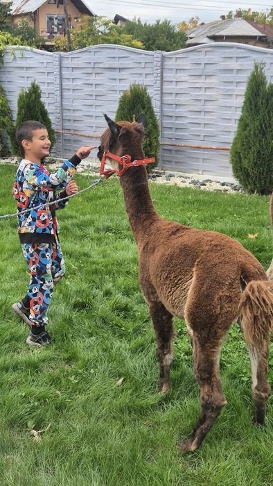 Masculi Alpaca si Lama ff blanzi, posibil schimb