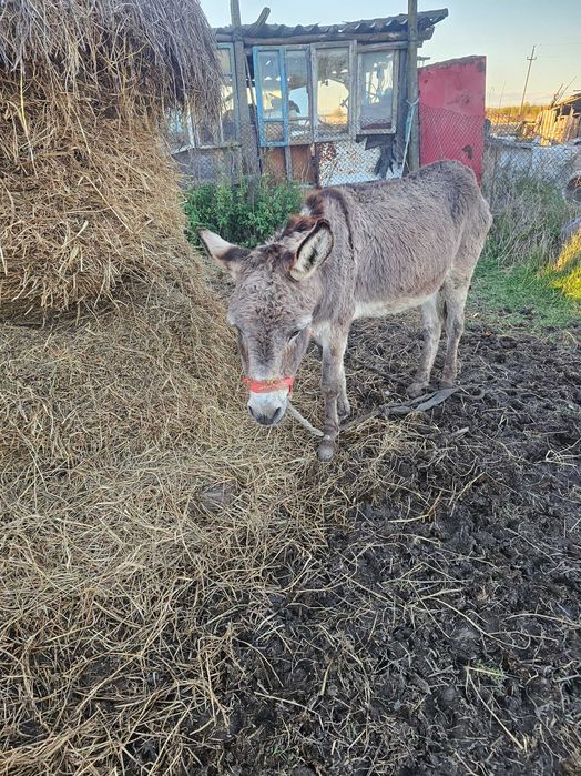 2 magarite 2000 lei amandoua