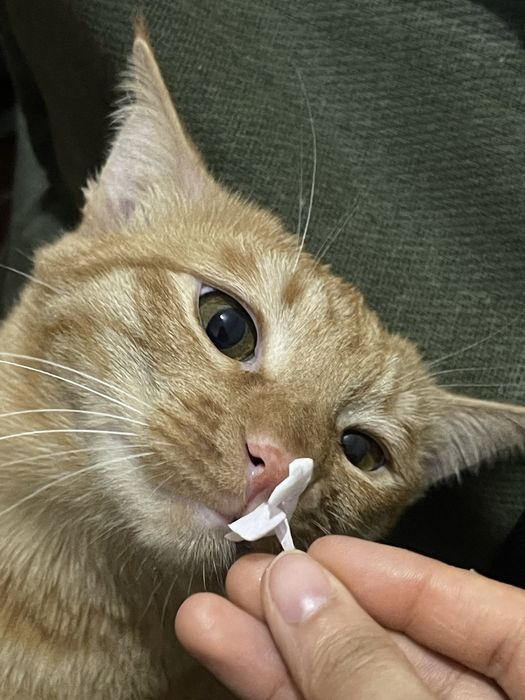 Ищу любящую семью для особенного рыжего котика — Апельсина