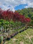 Plante ornamentale