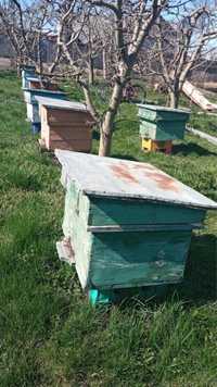Vând 5 familii albine IASI