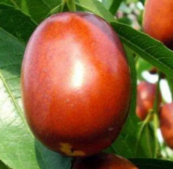 Curmal Chinezesc (Diferite Soiuri )
