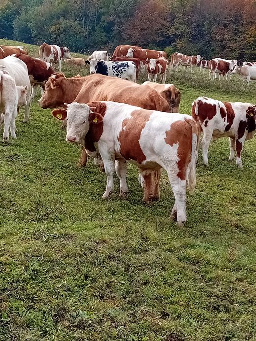 Tauri 300kg baltata romaneasca