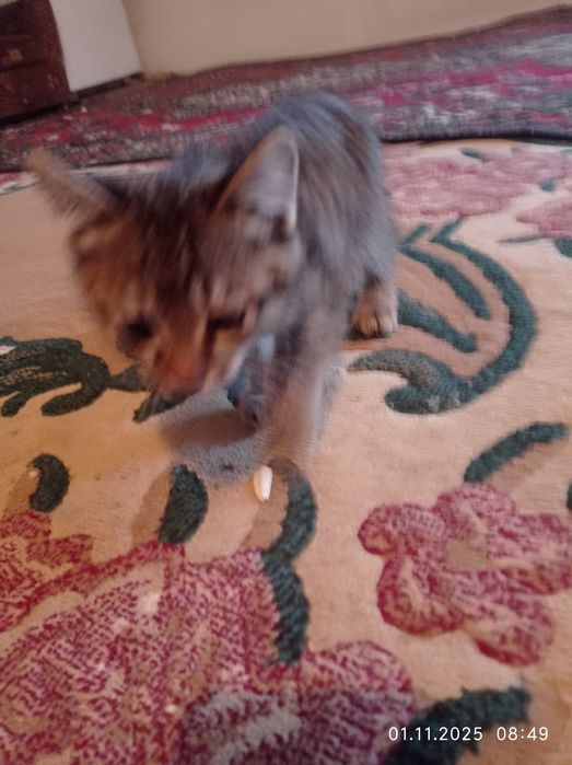 Бесплатно. Бесплатно. Отдам даром.