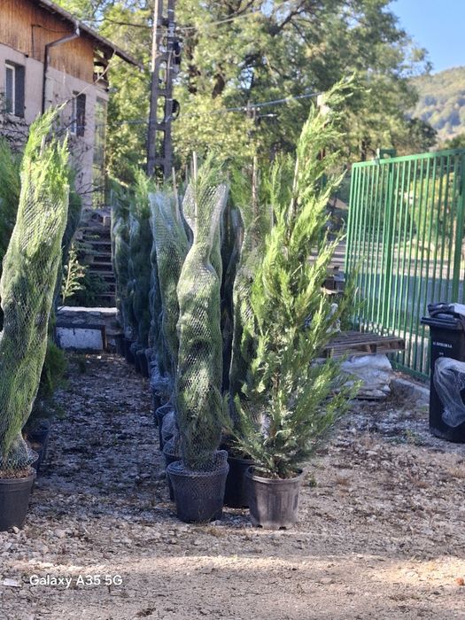 Vând tuia leylandii chiparos la oferta