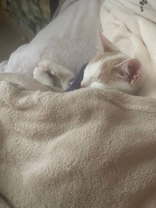 Търси се семейство за бяло котенце !!!