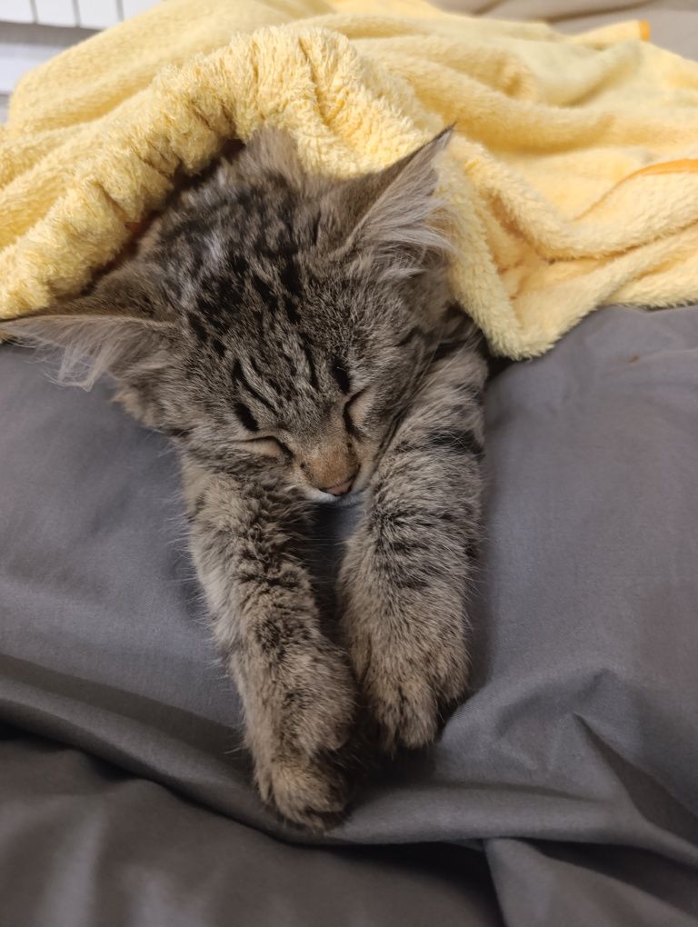 Отдам котенка даром