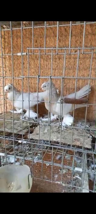 Голуби продам.. ..