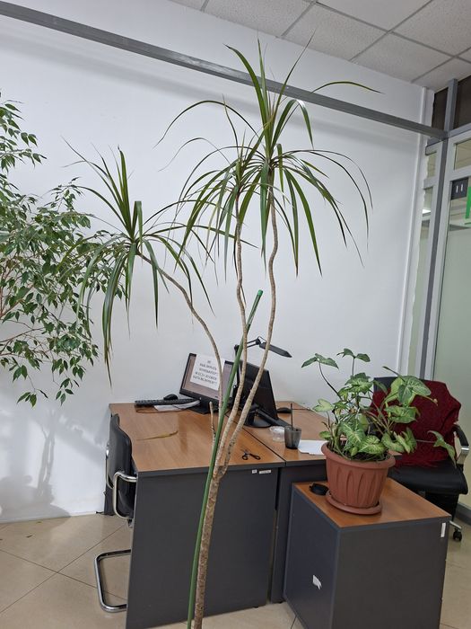 Драцена, высота более 120см