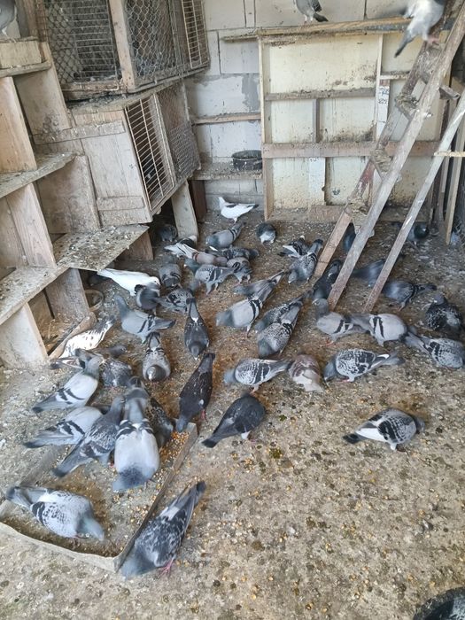 Vând porumbei voiajori pui și bătrâni cu clasări !