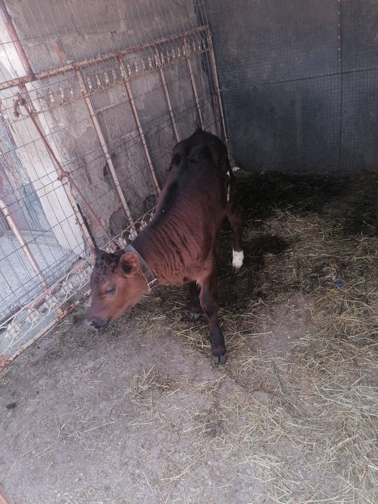Taurasi de vanzare