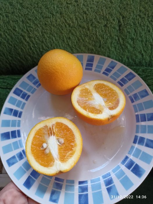 Портокал"Валенсия"