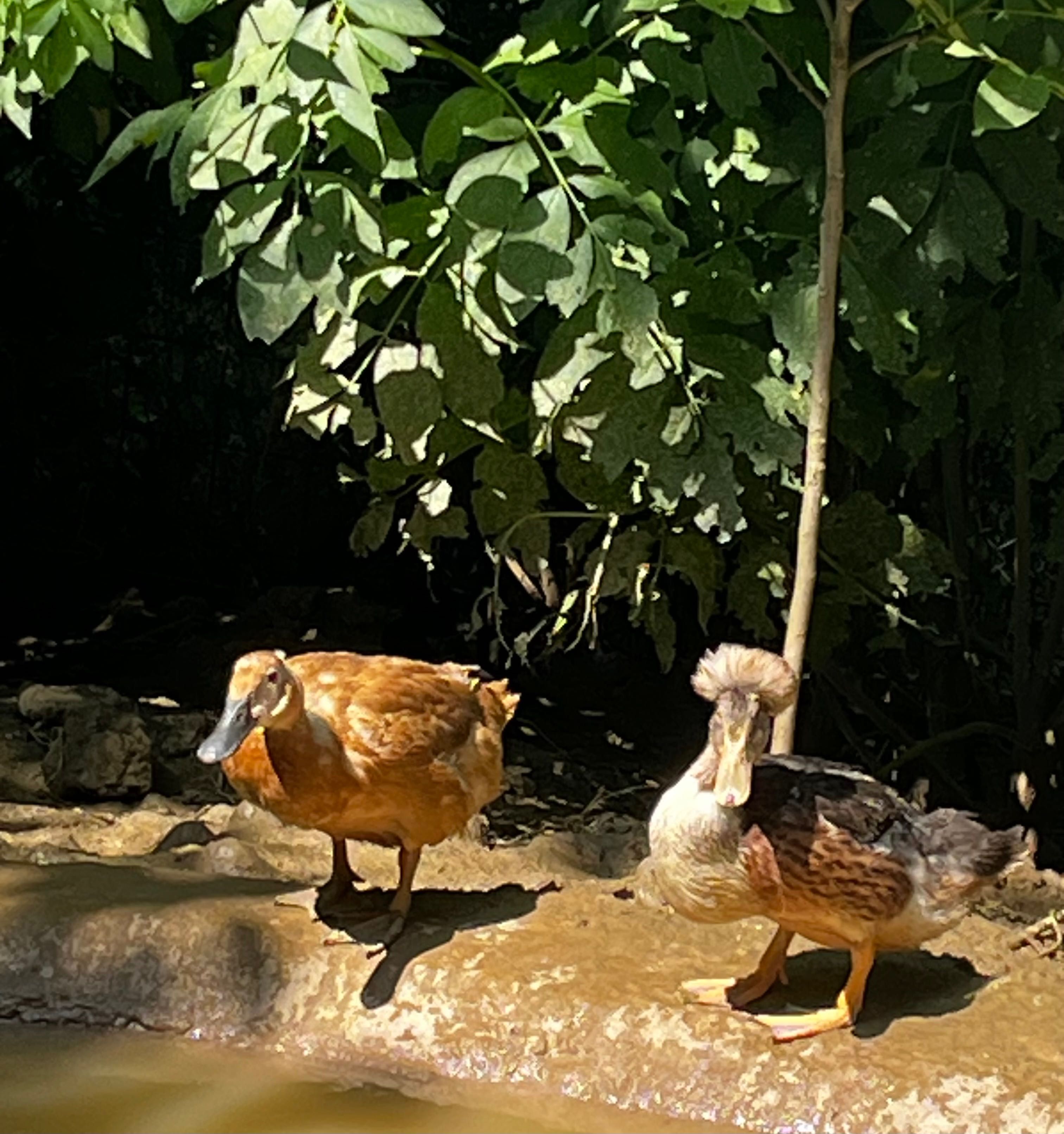 Boboci de rață de vânzare