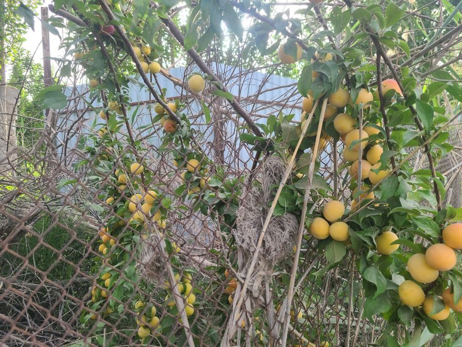 Ер-  сотувда 10 сотих