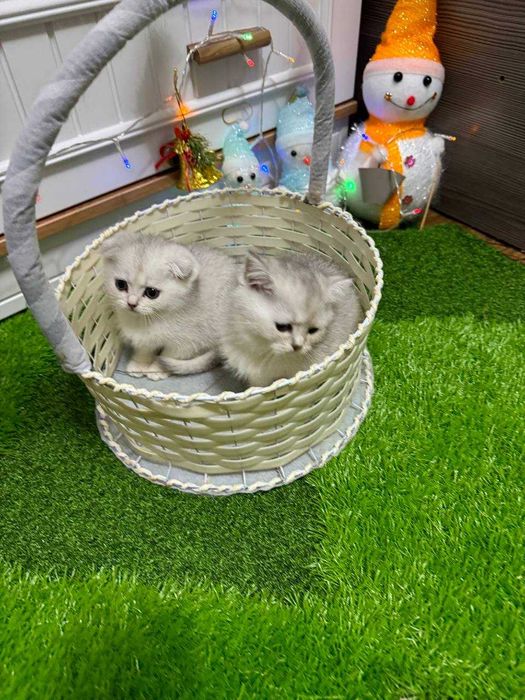 Продается котята