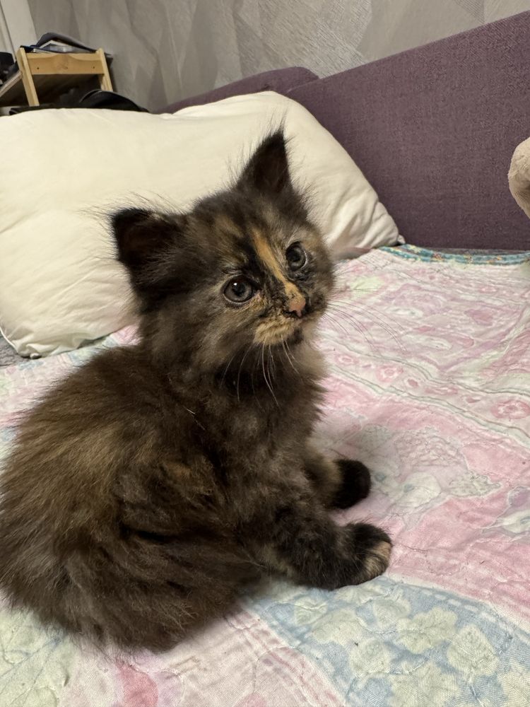 Котенок в добрые руки