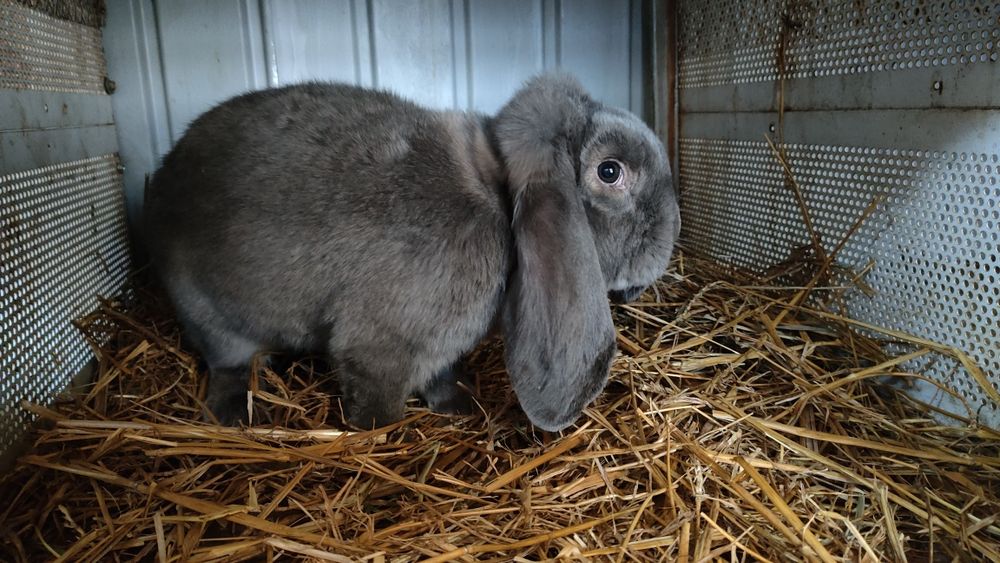 Iepuri berbec german