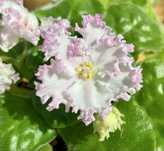 стайна теменужка Сейнтполия Saintpaulia African Violet сентполия