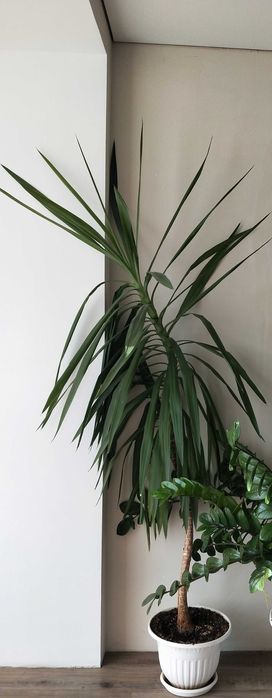 Юкка Штамб,комнатное,декоративно-лиственное растение