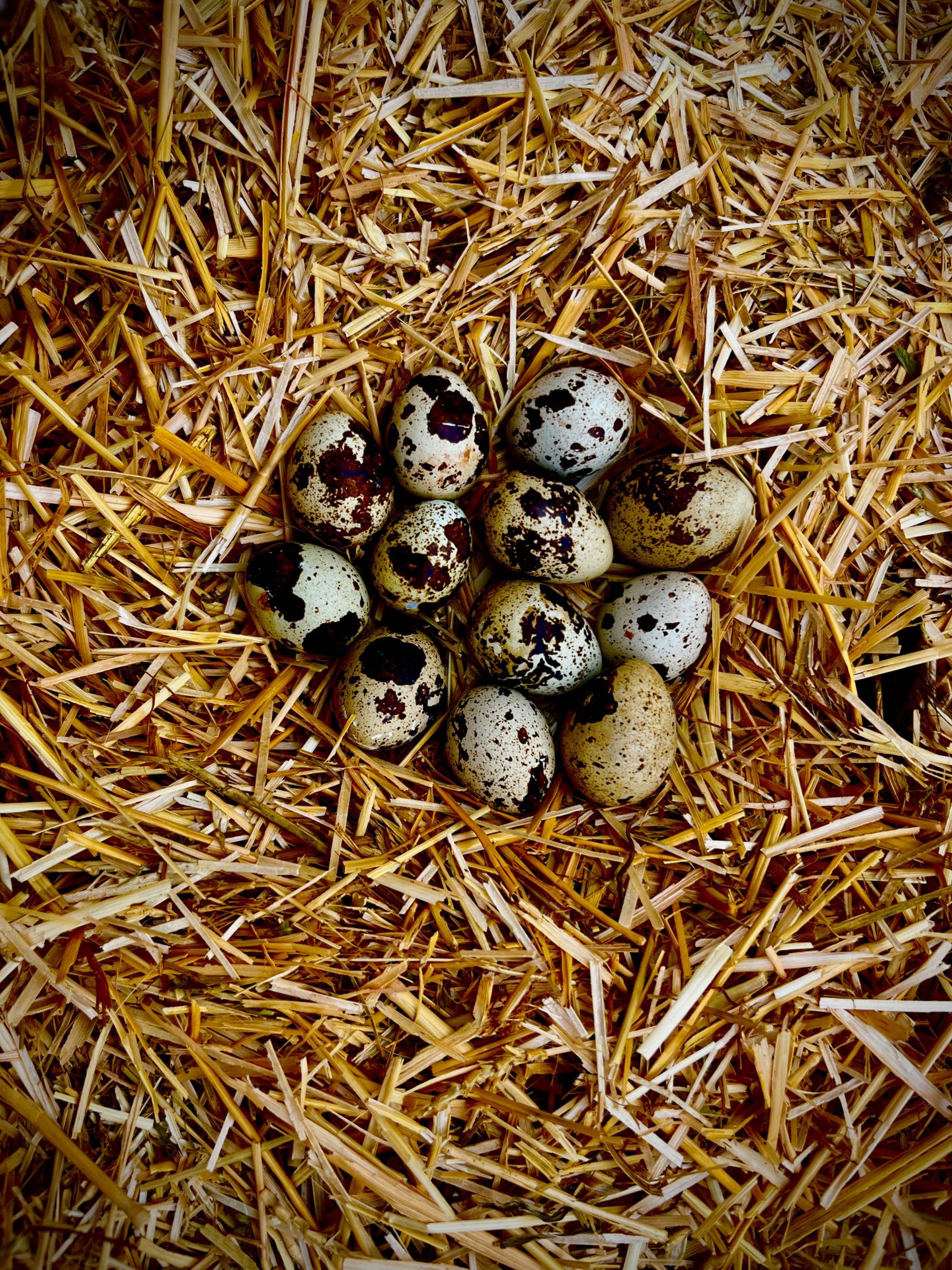 Vând ouă la domiciliu (Constanța)
