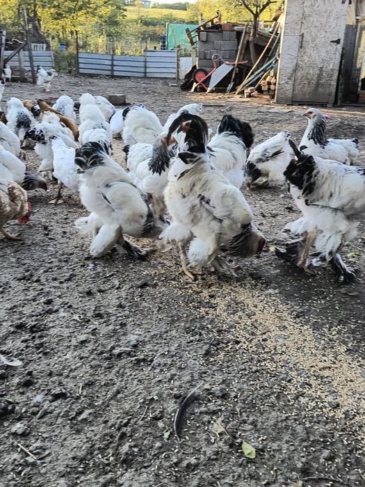 Vând cocoși brahma rasa pura sunt vaccinate