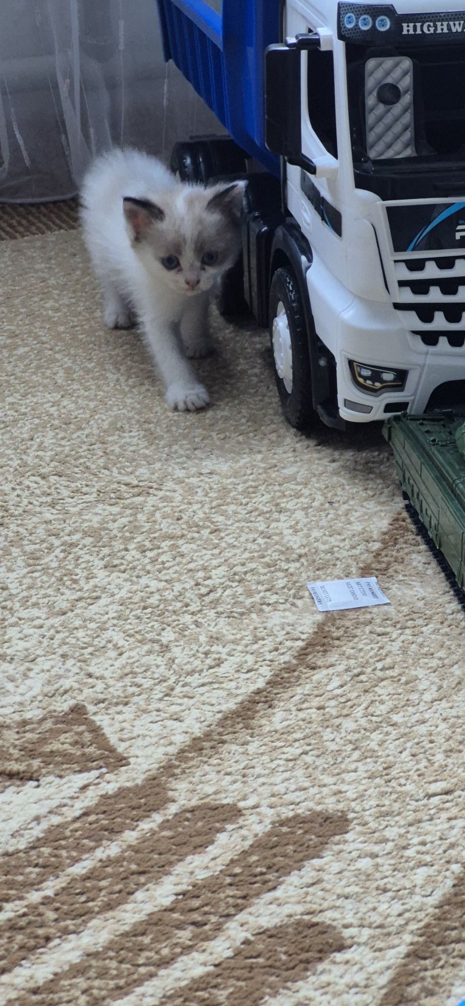 Котята ищут дом  к лотку приучены обработаны домашние