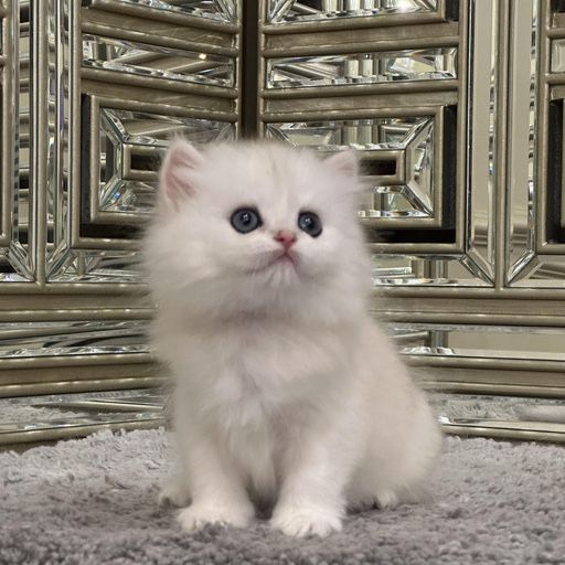 Котята мушук боласи