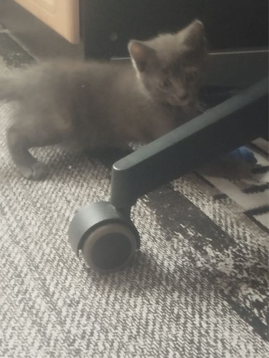 Котенок девочка.